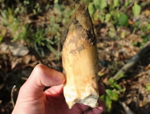 西梅|人到中年想长寿，8月尾声多吃三种食物，补充营养，身体棒棒哒！