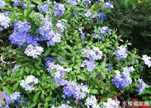 3月种上这种花,盛夏开花爬满墙,清新浪漫惹人爱!