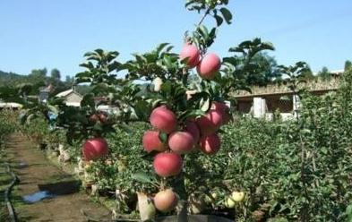 吃剩的3种水果籽扔盆里,学会此样做,轻松养成盆栽果树