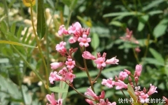 它可做麻繩，常喝還延年益壽，價值高，是世界上一種稀有野生植物