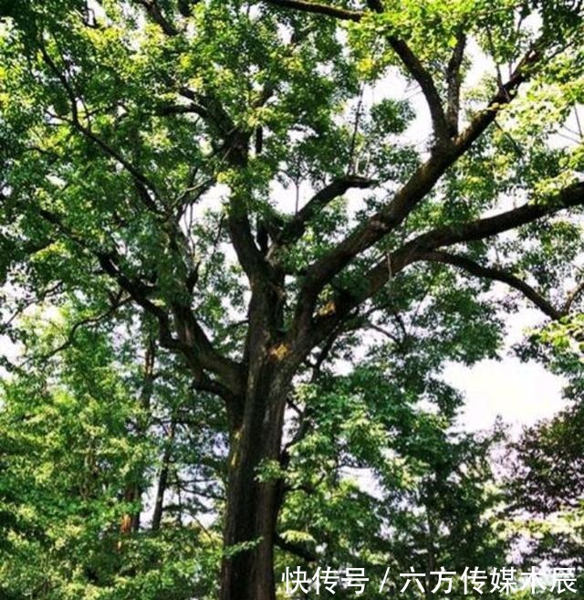 树种|枳椇是一种什么样的树种