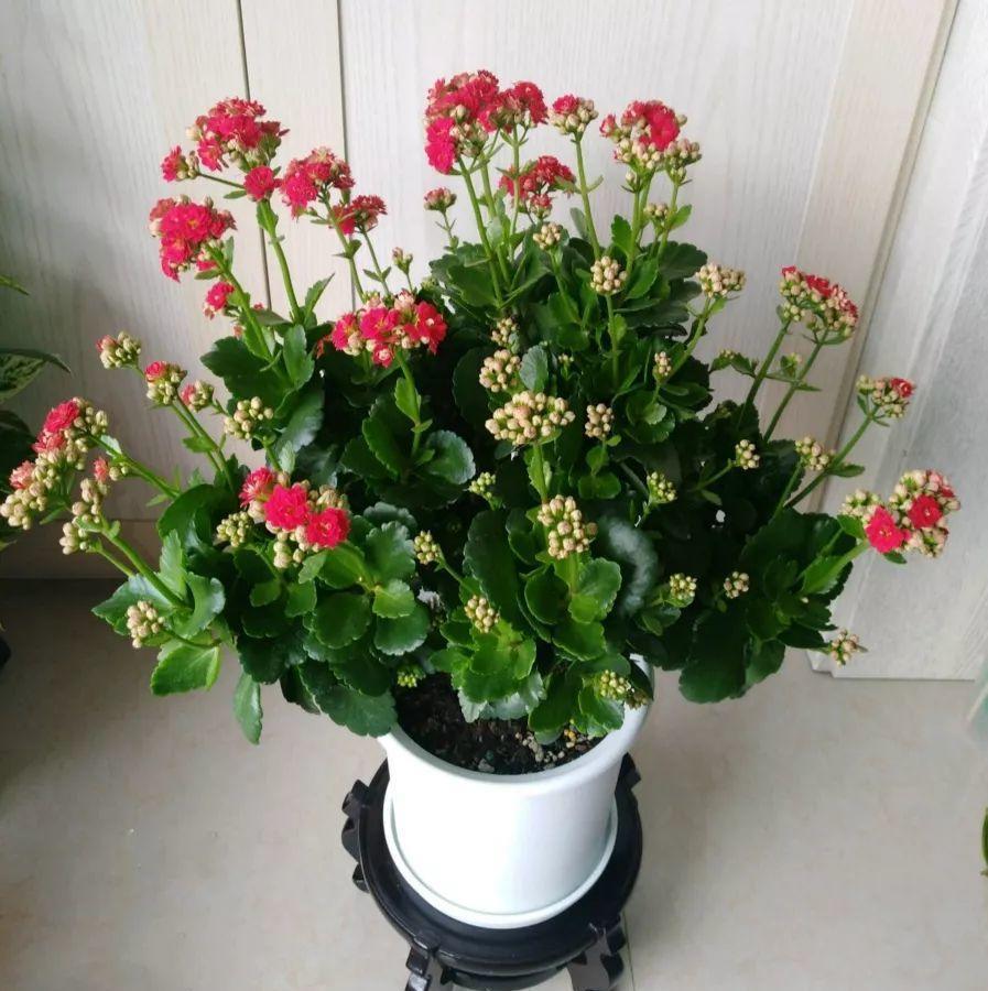 夏天|夏天养长寿花,做4个“要点”,才能安全度夏,天一凉快就开花