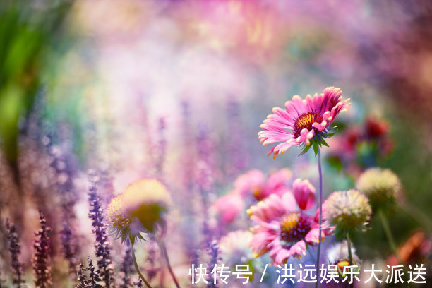 颜色|夏天养什么菊花不能少,颜色种类多,还可以治疗呼吸疾病的菊花