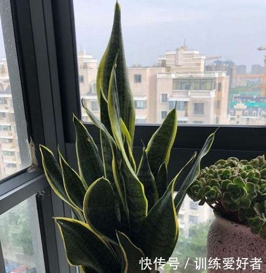 虎皮兰土加“一料”,7天蹭蹭冒小笋,叶片翠绿,独苗变繁花老桩!