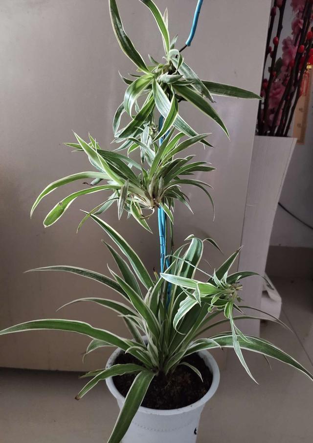 谁说吊兰只能吊着养，打破常规，养出独特优美的精致吊兰