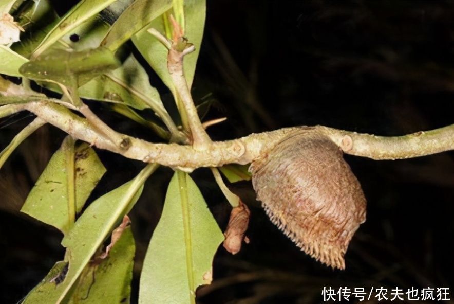  火烤|农村叫它树?狗?，很多人吃过，用火烤特香，今涨到200元1斤