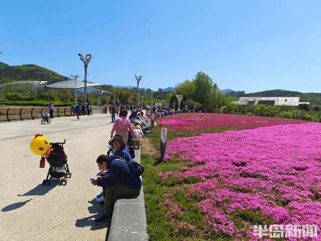 青岛世博园三天纳客五万，芝樱花海、水舞秀、植物馆成网红打卡地