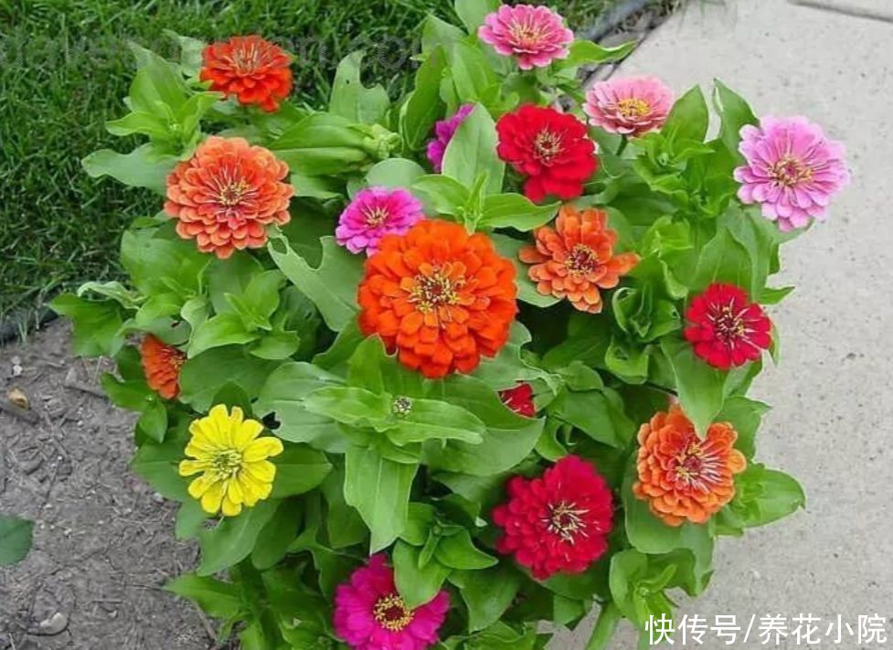 干旱|5种花，不怕热耐干旱，晒晒太阳开花更多