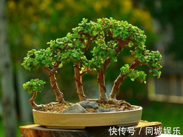 这3种花养成“盆景”价值翻倍,颜值高造型美,谁都试一试