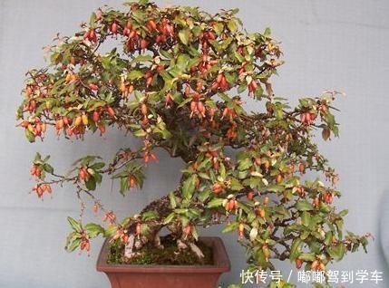 满山都是“羊奶果”,不能错过的盆景树种,做成盆景别具一格!