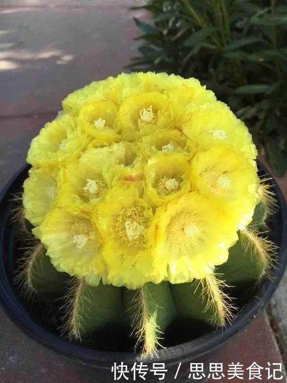 第一次见这么美的仙人掌花!大开眼界!