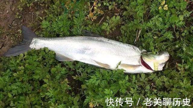 为何“泥鳅钓”人人喊打被抓后要刑拘钓友这不是钓鱼是屠杀