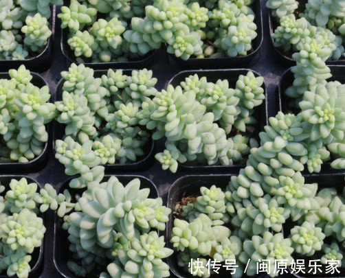 多肉新玉缀怎么叶插教你3个小步骤，叶插后生根快速长势旺盛