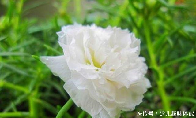 枝条|当太阳花升级成“重瓣花”，照样是开花机器，一根枝条就是一盆花！