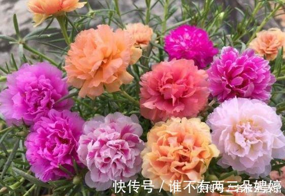 玫瑰海棠|家养3种旺运花，吉祥又喜庆，比牡丹美，比绿萝好养