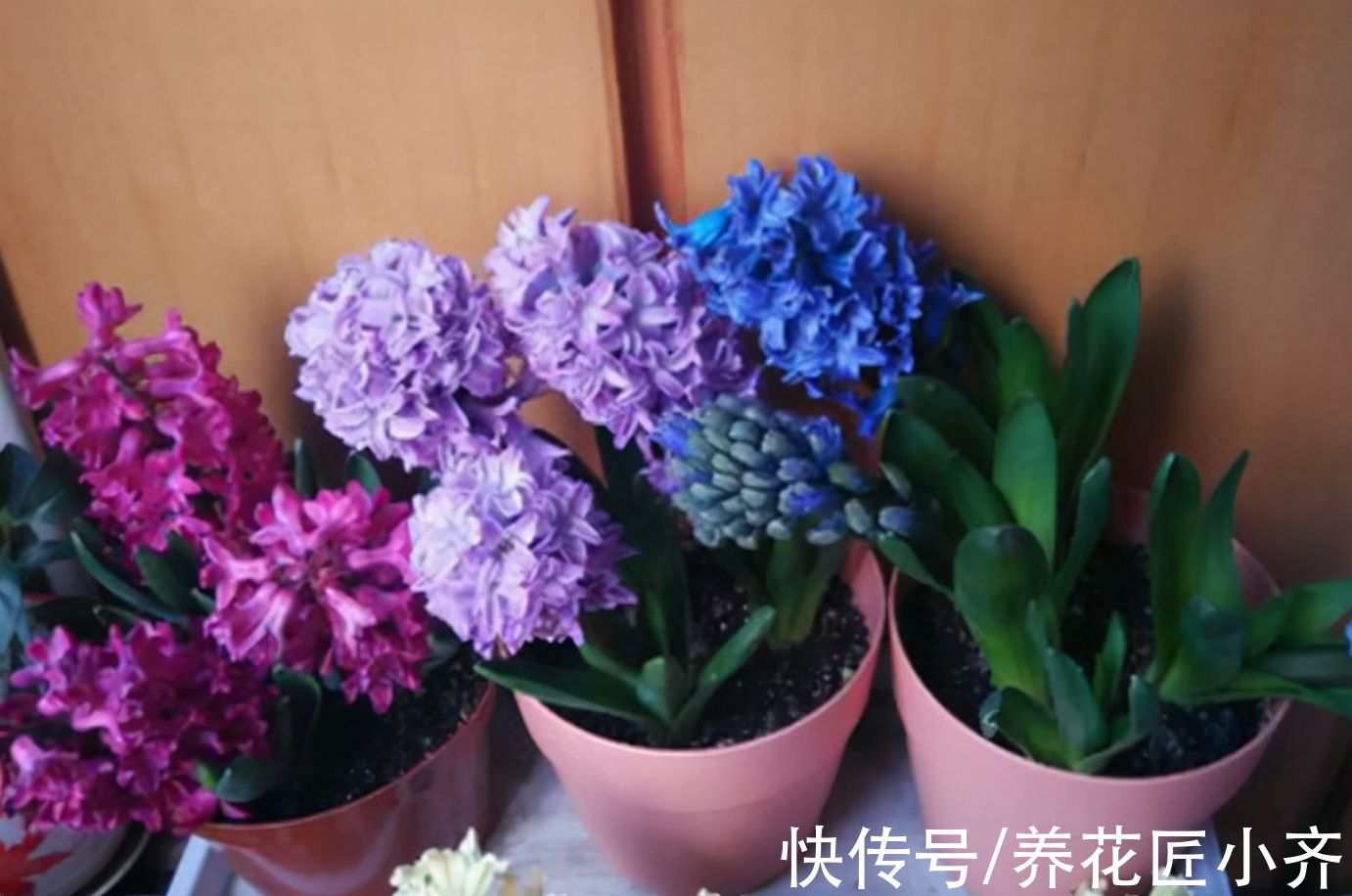 卧室养绿植净化空气？不要盲目信“专家”，看看这几点你就明白了