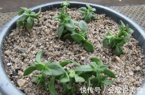 蟹爪兰|11月初,3种花不用买,“剪”个枝叶插土里,不久长满一整盆!