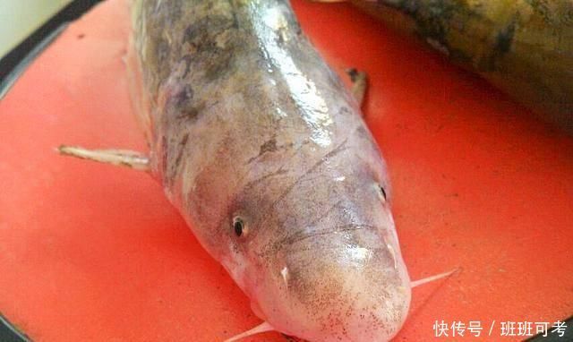 它常被误认成鲶鱼,一斤180元比刀鱼鲜美,如今被当补品快吃绝了