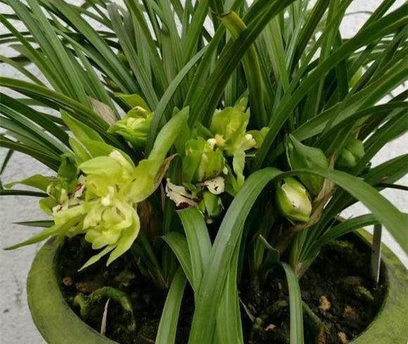 养兰花一年365天不偷懒,天天有花开,开到你不想要