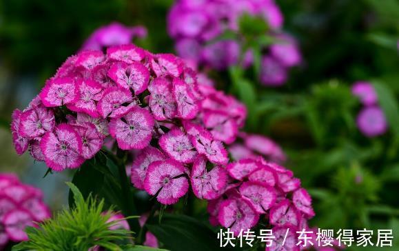 大花球|就算不小心枯了,也要重新养一盆的6种花,因为实在太优秀