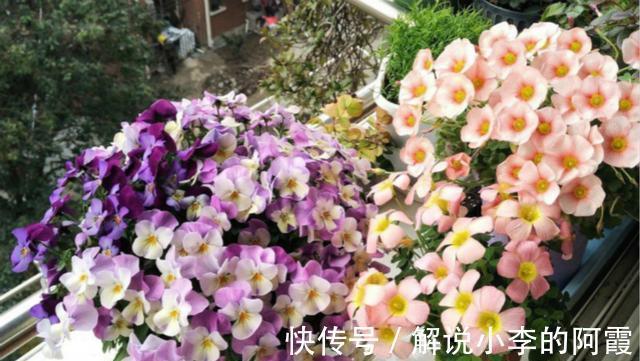 不到1平方的窗台,被她养成小花园,比院子还美
