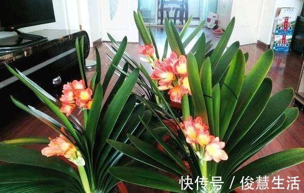 花盆|君子兰,两种“零食”喂下去,叶肥花多,爆满盆