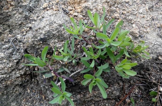 血管|农村生长的这种多年生野草,营养丰富,耐寒,却有软化血管的功效