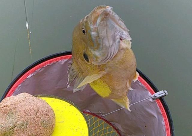 钓鱼|经常钓到这种鱼，却不知道叫什么，看着像罗非鱼，但我知道它不是