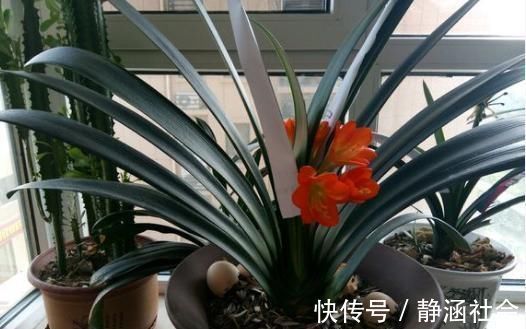 蛋黄|养君子兰，喂上两个“蛋”，叶片壮实像白菜，花朵蹭蹭蹿