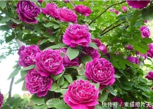 春天养花选它,丢盆里就能活,花量大花香浓郁,阳台轻松变花海!