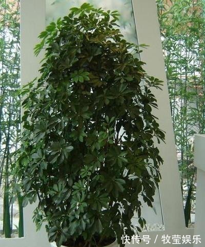 做好4点，鸭掌木安全度夏！天一凉快，叶子蹭蹭长，终年油绿