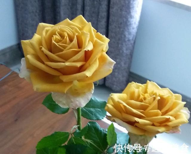 盘点10种古典美复古色系月季,你必须拥有其中一种!