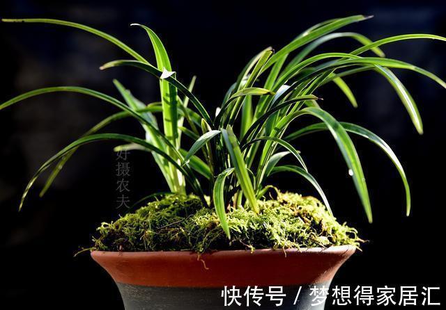 兰友|秋天养兰花最怕什么？犯了这3条禁忌，兰花就很难越冬