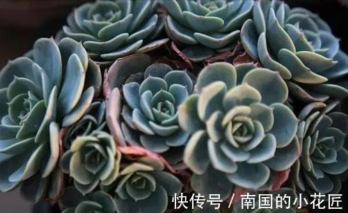 叶片|养多肉不爆“头”?“掰叶法”来帮忙,叶片掰一掰,叶下长满新头