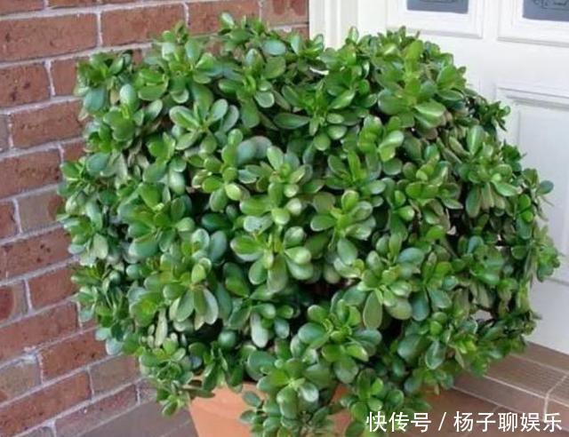 叶肥枝壮|想让玉树长得快,记4点,叶肥枝壮,很快变“小树”