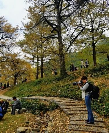 我国最美秋色之“中国银杏第一村”，不仅景色优美，而且门票免费