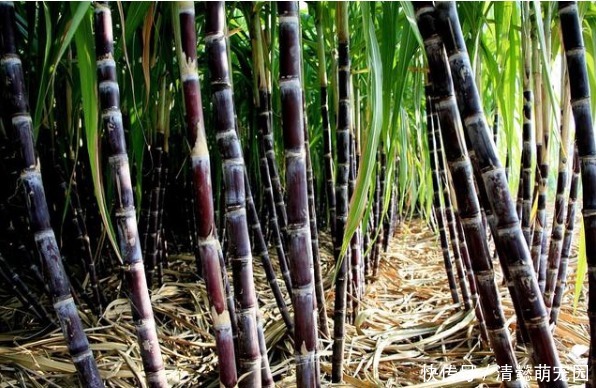 “三甜”伤肝,尽量少吃,“二苦”养肝,最好多吃,务必牢记在心