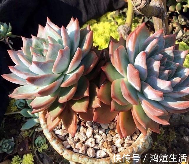 多肉|冬天里的多肉，做好“两件事”，安心过冬，不徒长状态更美