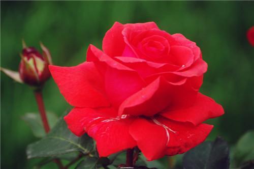 月季花怎么养开花多 掌握以下几个小技巧让月季花不断的开。