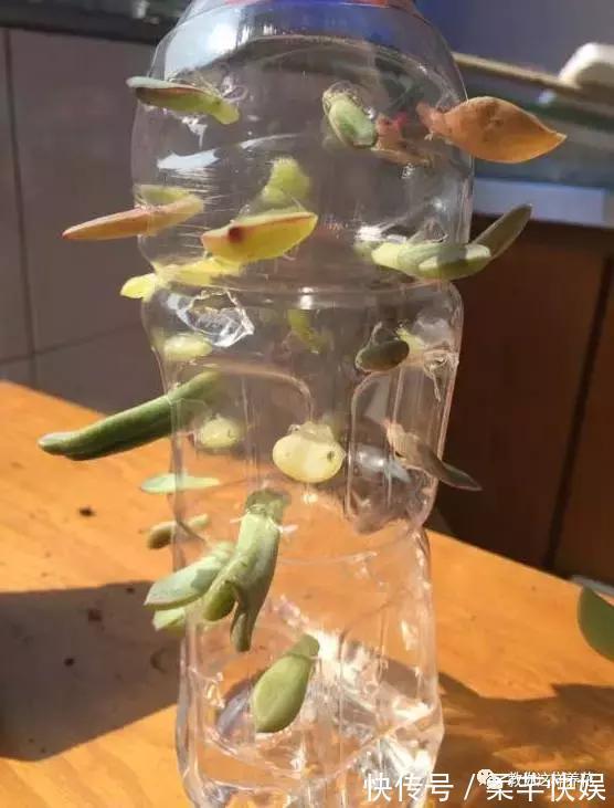 塑料瓶别扔了,用来养花真是神器!可别浪费了!