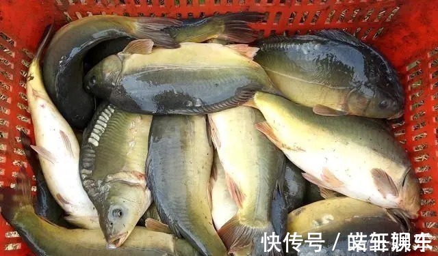 小跑铅|4种极品跑铅钓法,简单易用,用好了渔获比别人多3倍!