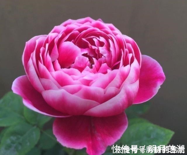 植株|这花开得太漂亮了，简直就是神仙颜值，难怪大家称它为“妖花”！