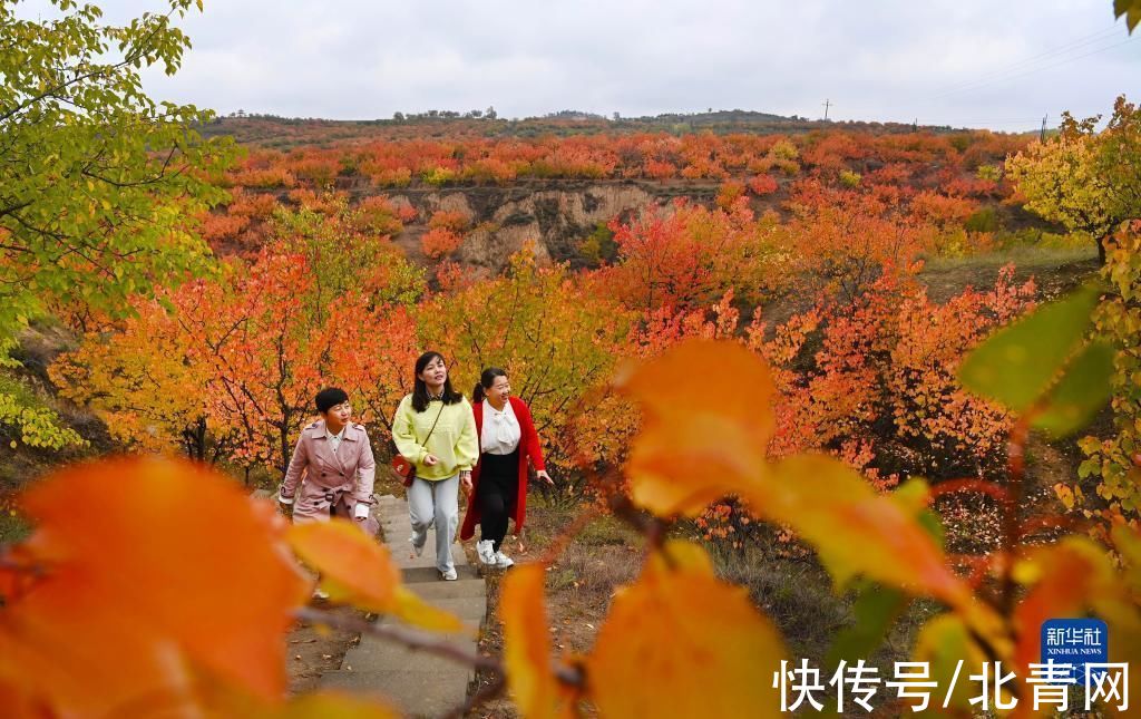 秋红|陕西榆阳：万亩秋红醉人间