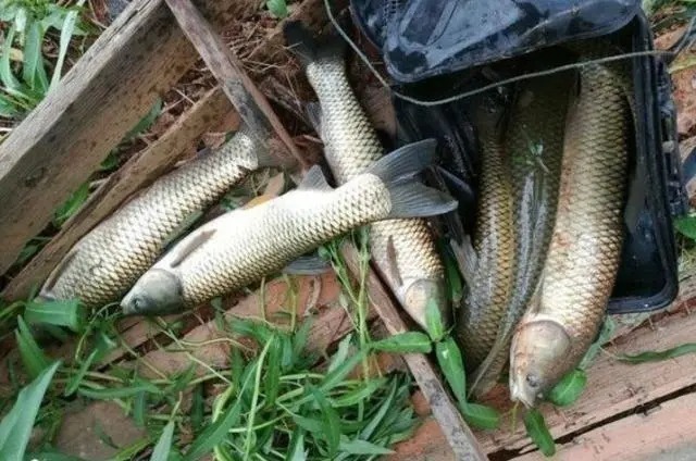 钓草鱼这3个绝招,我用了20年,每次都能钓爆护!