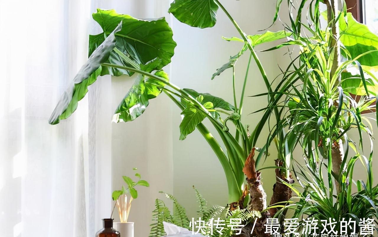 进入秋冬季,客厅就养这10种花,大气又美观,越看越喜欢