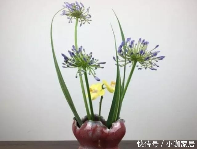  家里|家里养这6种球根花卉，开花好漂亮