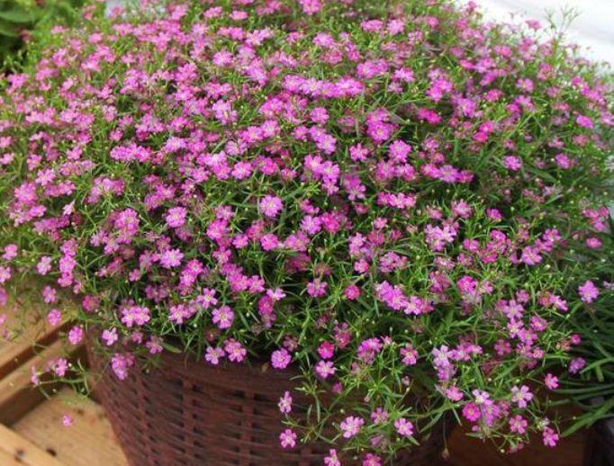 此花最适合家里养,365天开花不断,比牡丹还美,越晒开花越旺