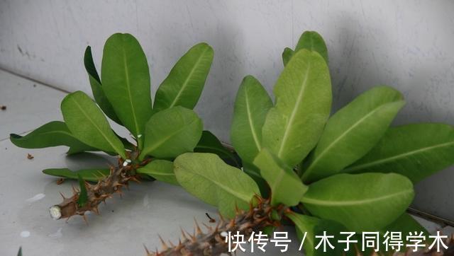 生根|立秋后，建议扦插6种花，温度适宜“利于”生根，成活率高