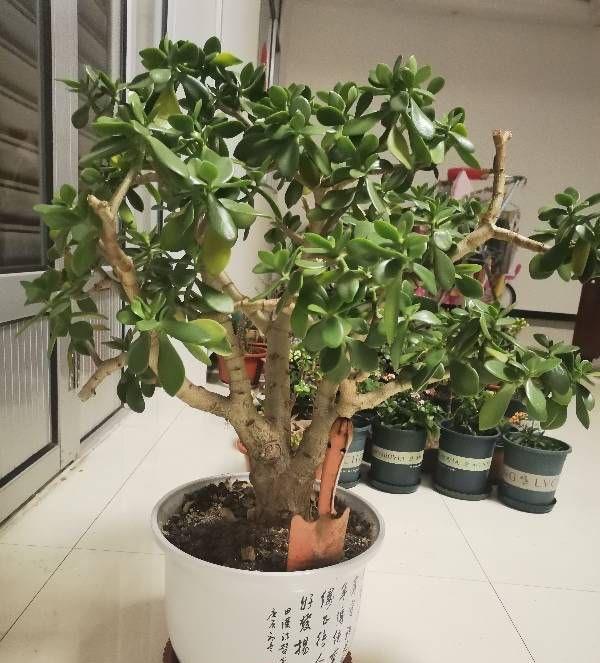 扦插|3种花真的太顽强了，一个枝一片叶，遇土就长根，扦插很简单