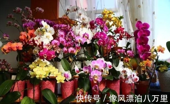 花姿|6种兰花爱开花，一开就变成“花瀑布”，太美了！